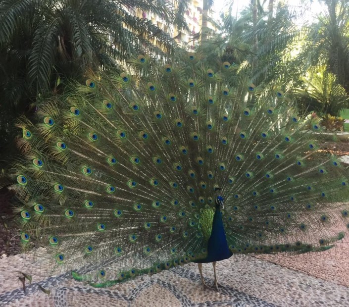 Spirit Retreat Puerto Vallarta 2016 Mr. Peacock shows off for prospective Mrs. Spirit Retreat Puerto Vallarta 2016 Mr. Peacock shows off for prospective Mrs.
