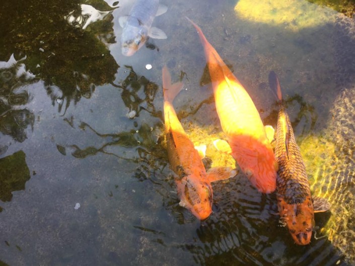 Puerto Vallarta Koi